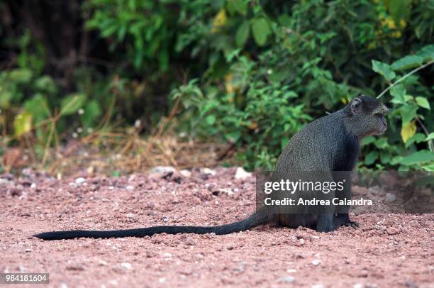 Cercopithecus Rabacus Mitis Photos and Premium High Res Pictures - Getty Images