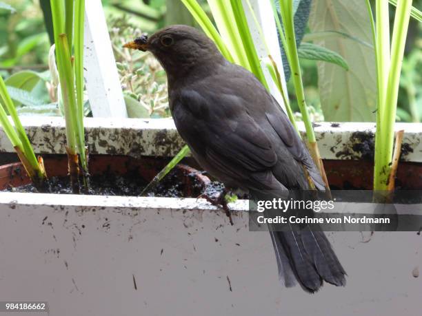 female common blackbird collecting nesting material - turdus merula - singdrossel stock-fotos und bilder