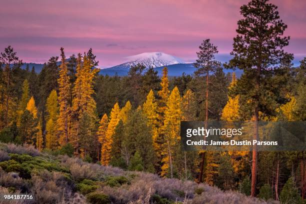 autumn tamaracks and mount bachelor - mt bachelor stock pictures, royalty-free photos & images