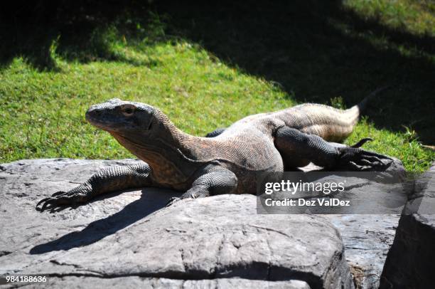 komodo dragon - dez stock pictures, royalty-free photos & images