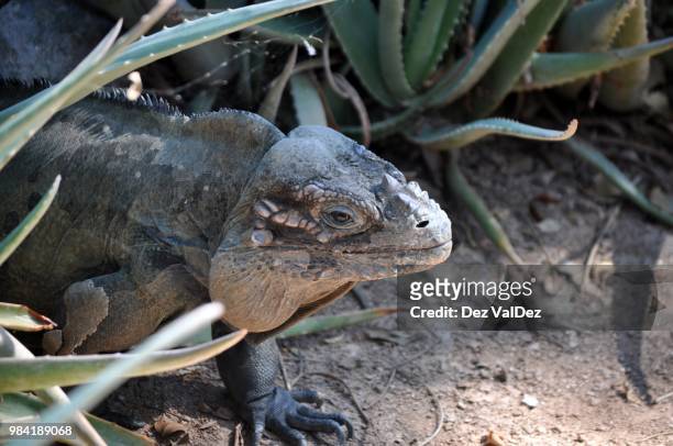 iguana - galapagoslandleguaan stockfoto's en -beelden