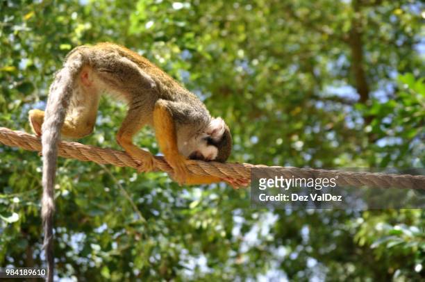 itchy face squirrel  monkey - dez stock pictures, royalty-free photos & images
