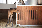 Foal looks out of horse box