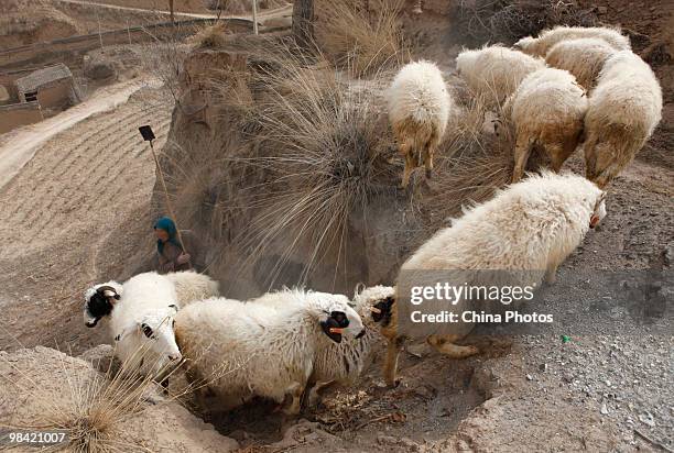 Farmwife herds sheep on March 14, 2010 in Xihaigu, Tongxin County of Ningxia Hui Autonomous Region, north China. Xihaigu is the general name for the...