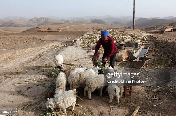 Farmwife feeds sheep in her yard on March 12, 2010 in Xihaigu, Tongxin County of Ningxia Hui Autonomous Region, north China. Xihaigu is the general...
