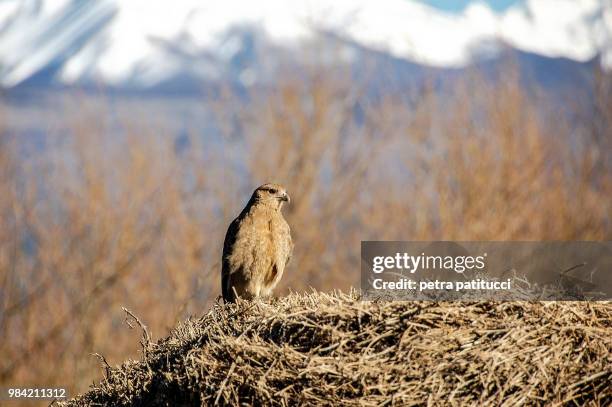 patagonian inhabitant.. - gyrfalcon fotografías e imágenes de stock