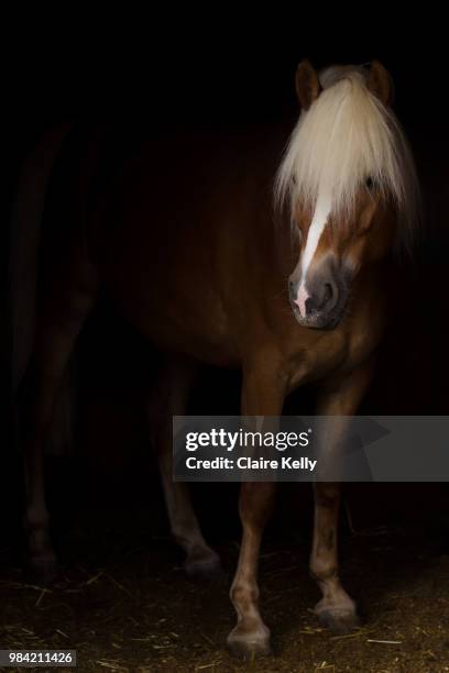 blondie - haflinger horse stock pictures, royalty-free photos & images