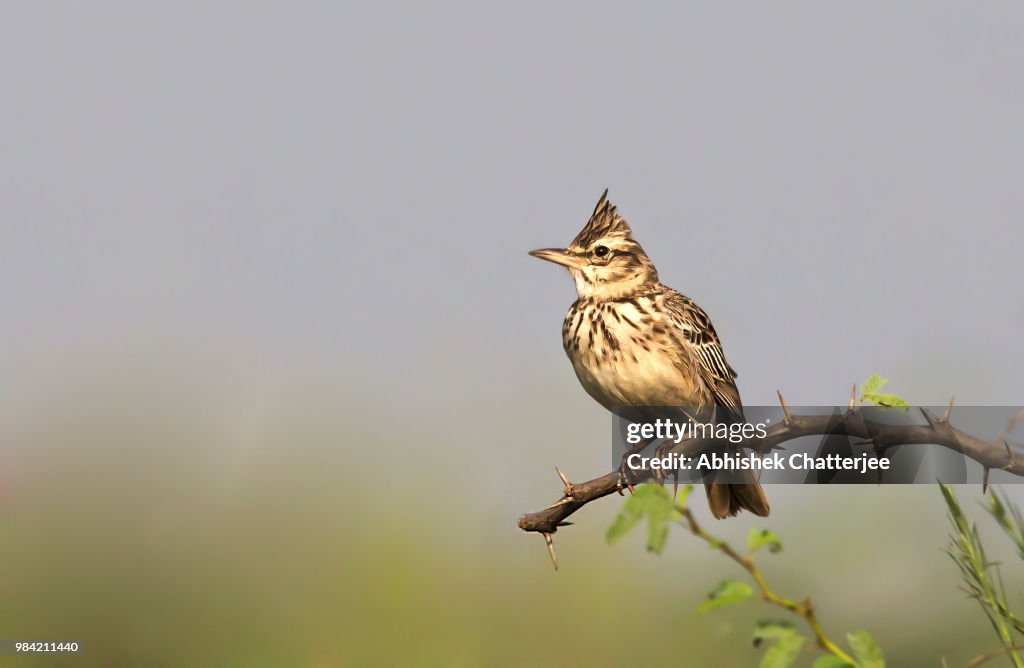 Crested Lark
