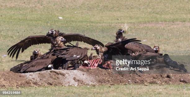 eurasian black vultures - ruppells griffon vulture stockfoto's en -beelden