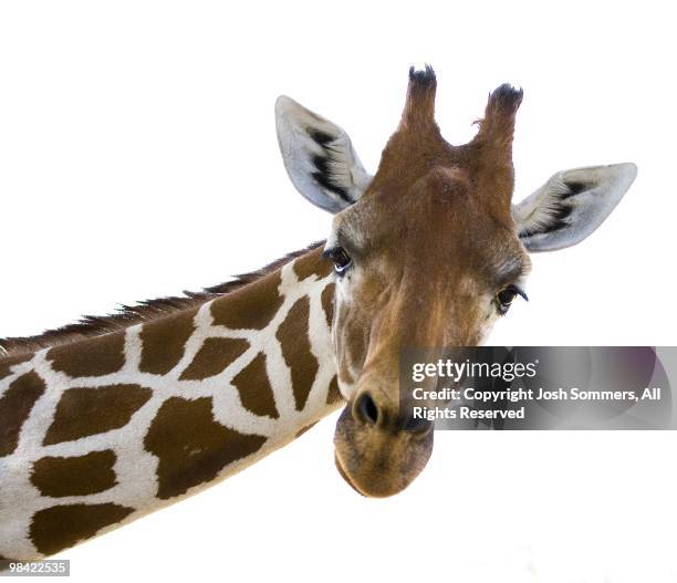giraffe - jirafa fondo blanco fotografías e imágenes de stock