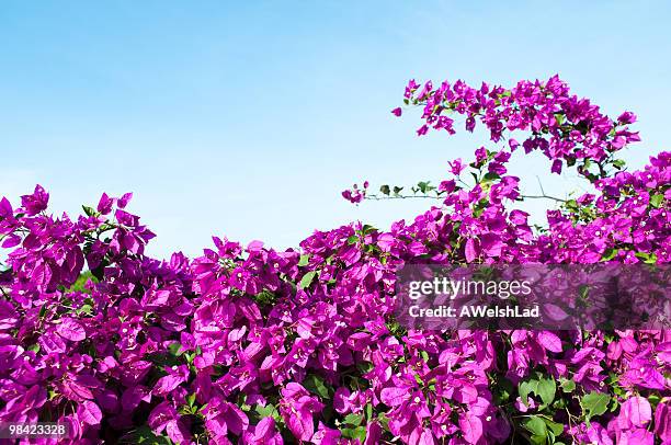 magenta colorida buganvília hedge em céu azul de luz - buganvília imagens e fotografias de stock