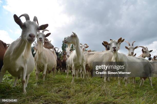 goats - goat grazing stock pictures, royalty-free photos & images