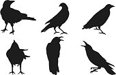 Set of crow vector on white background.