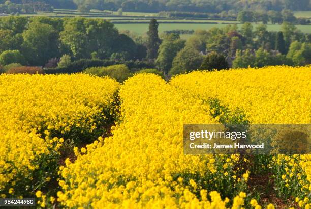 rolling fields of yellow - corisperma fotografías e imágenes de stock