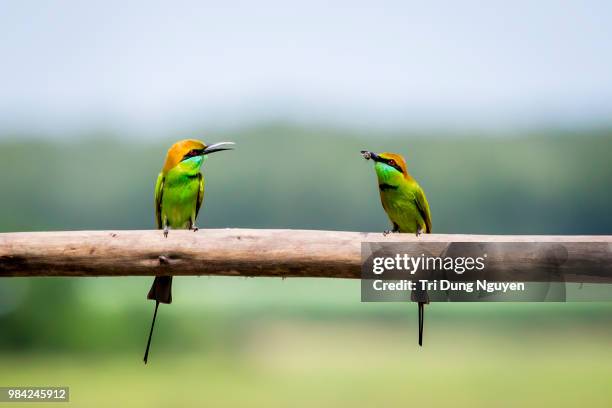 green bee-eater - bee nguyen stock pictures, royalty-free photos & images