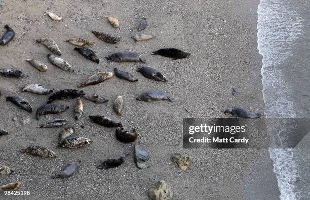 Adult seal makes his way to a colony of seals resting in a cove close to where seal pups were released by the Animal Care Team from the National Seal...