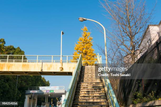 autumn leaves ginkgo tree stands behind the elevated pedestrian bridge under the clear blue sky at yoyogihachiman shibuya tokyo japan on november 29 2017. - tree under blue sky stockfoto's en -beelden