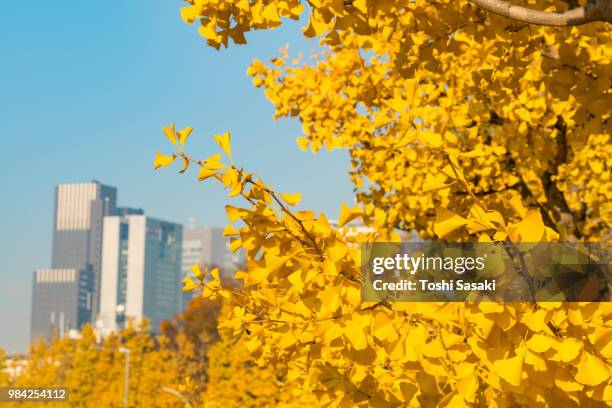 minami shinjuku and yoyogi districts high-rise buildings stand behind rows of autumn leaves ginkgo trees at yoyogihachiman shibuya tokyo japan on november 29 2017. - center of gravity 2017 stock pictures, royalty-free photos & images