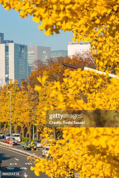 minami shinjuku and yoyogi districts high-rise buildings stand behind rows of autumn leaves ginkgo trees at yoyogihachiman shibuya tokyo japan on november 29 2017. cars run on the street along the rows of autumn leaves trees. - center of gravity 2017 stock pictures, royalty-free photos & images
