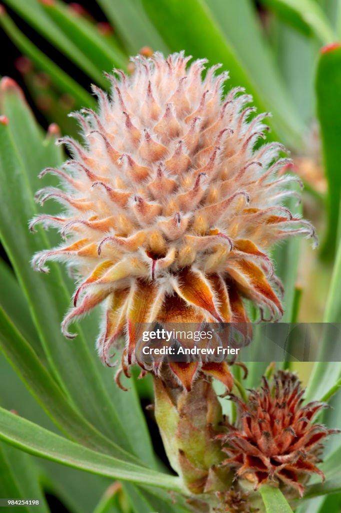 Leucospermum lineare x glabrum Bud