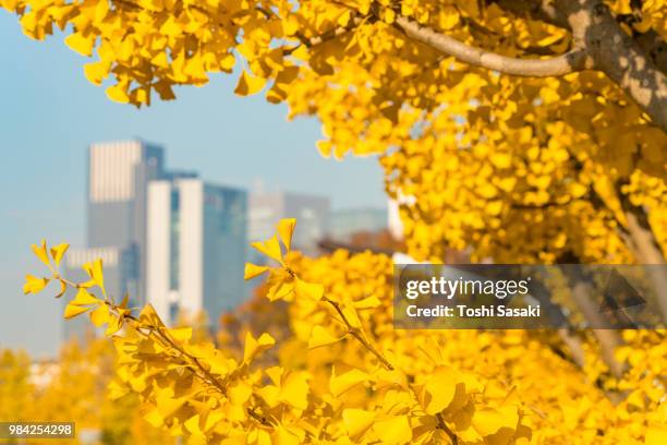 minami shinjuku and yoyogi districts high-rise buildings stand behind rows of autumn leaves ginkgo trees at yoyogihachiman shibuya tokyo japan on november 29 2017. - center of gravity 2017 stock pictures, royalty-free photos & images