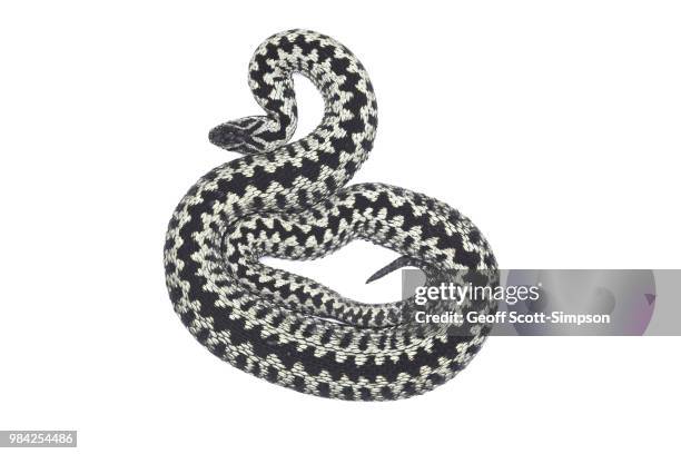 adder (male) - viper stock pictures, royalty-free photos & images