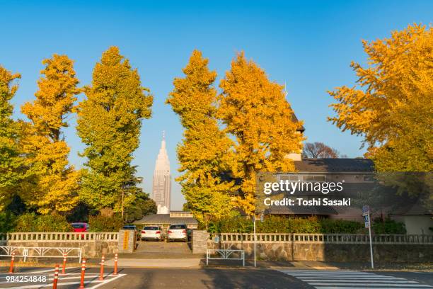 ntt docomo tower ( ntt yoyogi building) among the autumn leaves ginkgo trees through the tokyo riding club facility in late afternoon from sangubashi shibuya tokyo japan on november 29 2017. - ntt docomo stockfoto's en -beelden