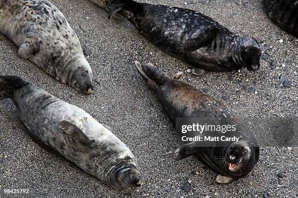 Seal colony rest in a cove close to where seal pups were released by the Animal Care Team from the National Seal Sanctuary on April 13, 2010 in...