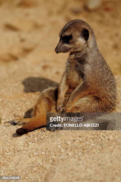 il suricato stanco - stanco fotografías e imágenes de stock