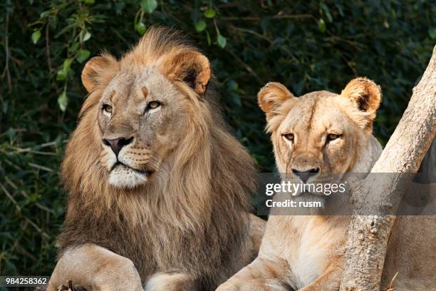 lion couple - lioness stock pictures, royalty-free photos & images