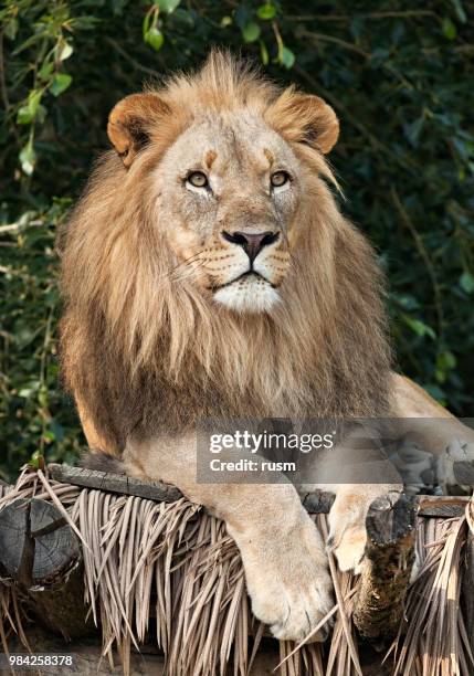 lion retrato de primer plano - leon fotografías e imágenes de stock