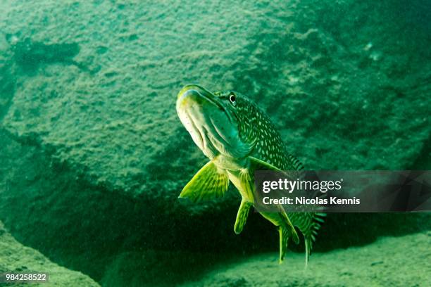 portrait d'un brochet ii - kennis fotografías e imágenes de stock