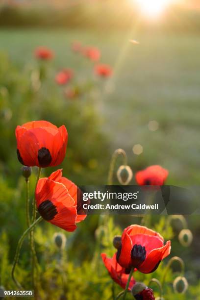 the john miles poppy effect - andrew caldwell stock pictures, royalty-free photos & images