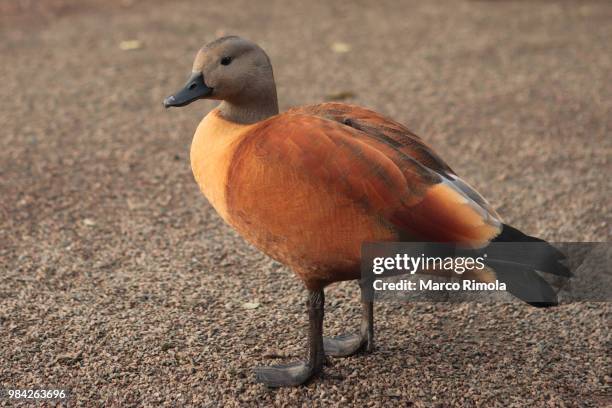 duck - ruddy shelduck stock pictures, royalty-free photos & images