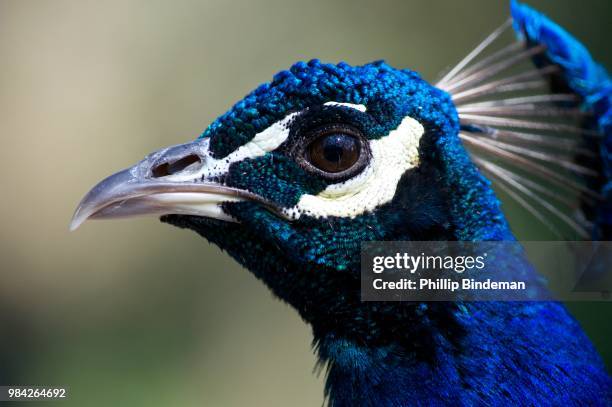 Sharpest Beak Sharp Beak Photos and Premium High Res Pictures - Getty Images