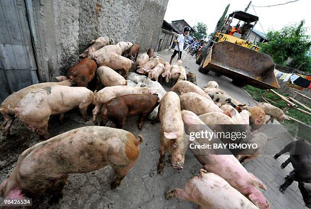 Pigs are seen in a street as a bulldozer approaches during an eviction in Lebak Sari Village, outskirts of Jakarta, on April 13, 2010. About 1,007...