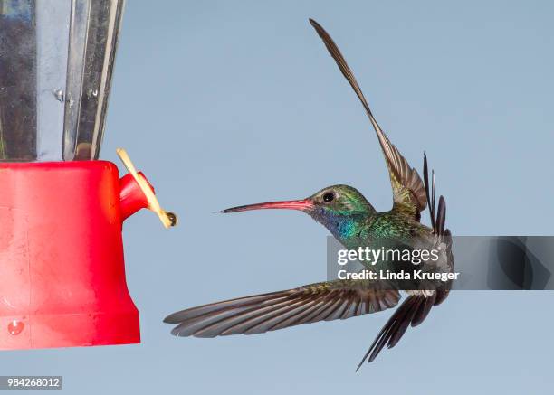 broad-billed hummingbird - broad billed hummingbird stock pictures, royalty-free photos & images