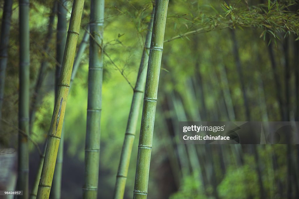 Asian Bamboo forest