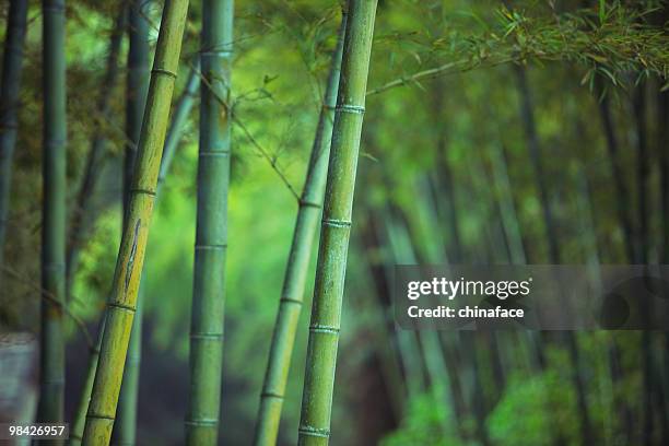 asian floresta de bambu - folha de bambu - fotografias e filmes do acervo