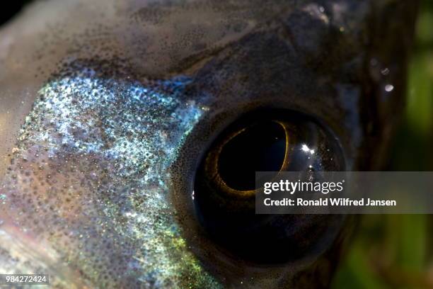 eye of a stickleback, netherlands - stickleback fish stock pictures, royalty-free photos & images