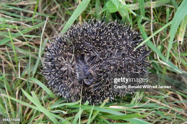 hedgehog rolls itself in danger in the grass, netherlands - insectivora stock pictures, royalty-free photos & images