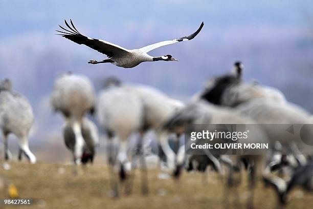 Cranes fly over a lake near Skoevdeon April 7, 2010. Every spring, about 15000 cranes make a stopover in this area on their way back to North. AFP...