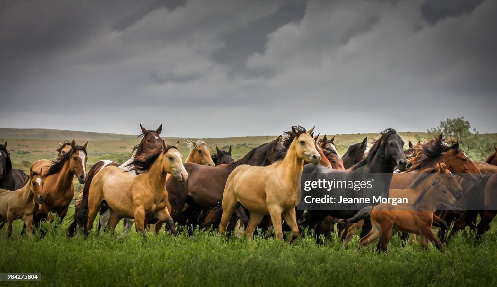 Wild Montana Horses in Rainstorm