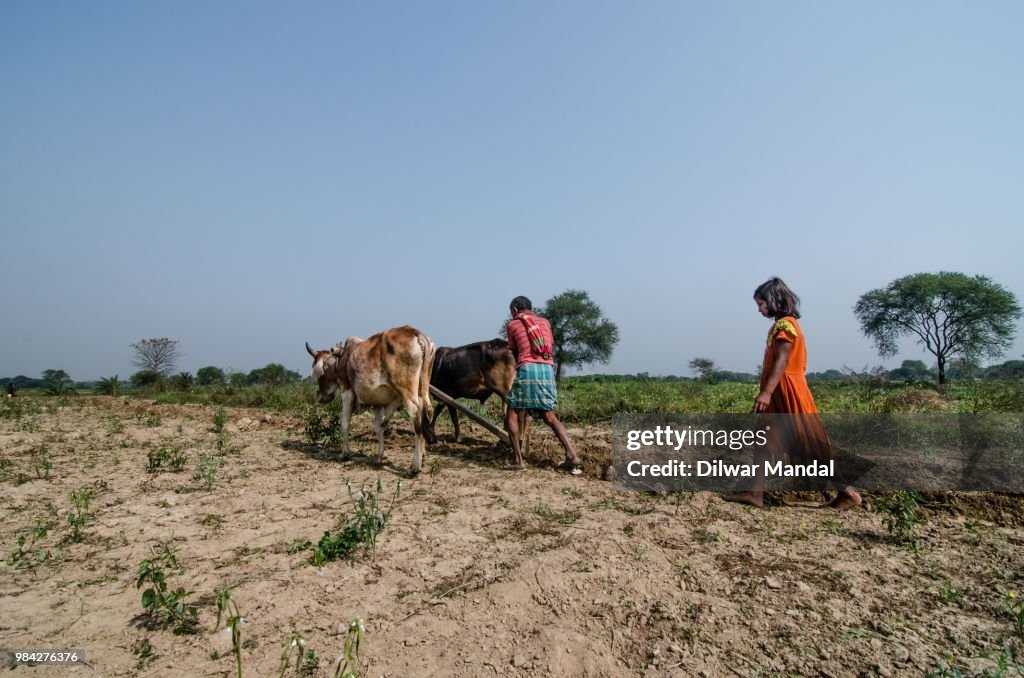 Indian farmer ploughs fields