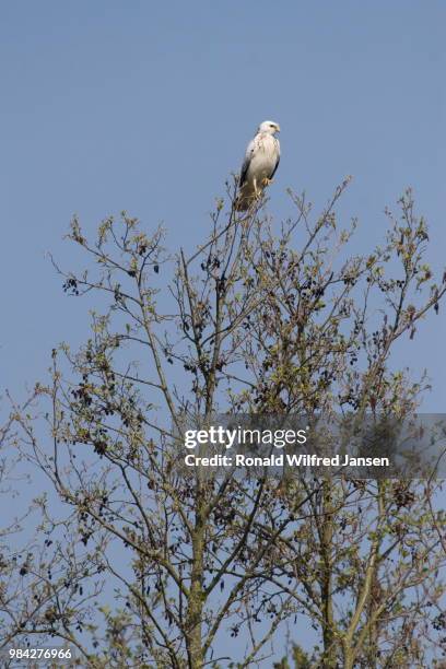 Tree Raptor 1,116 Raptor (Bird) Stock Photos, High-Res Pictures, and Images - Getty ...