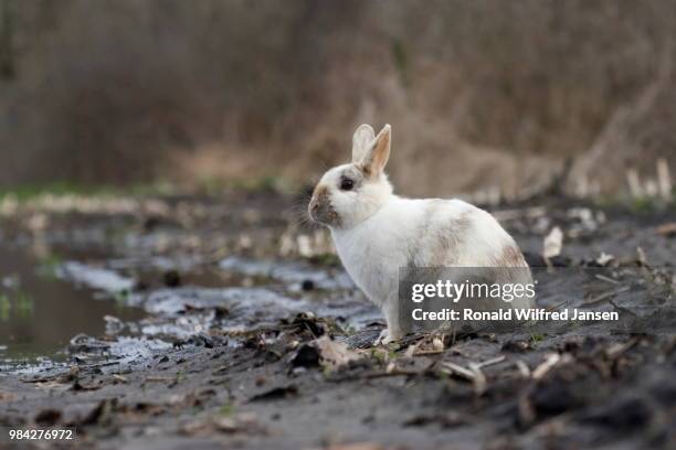 tame wild rabbit sits on farmland near farm, netherlands - arctic hare stock-fotos und bilder