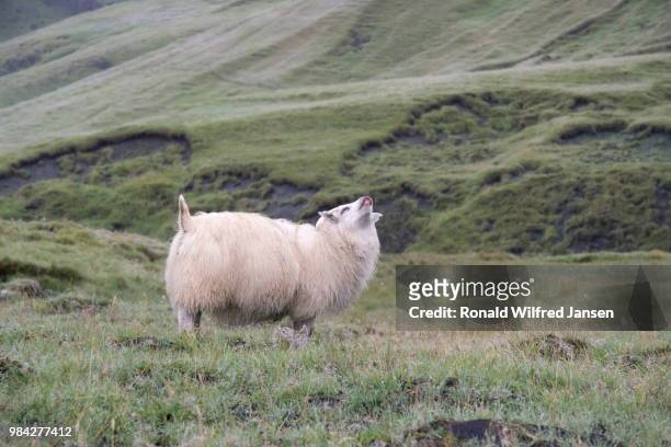 icelandic sheep, iceland - icelandic sheep stock pictures, royalty-free photos & images