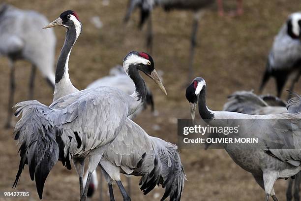 Cranes stand by a lake near Skoevde on April 7, 2010. Every spring, about 15000 cranes make a stopover in this area on their way back to North. AFP...