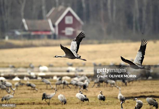 Crane fly over a lake near Skoevde on April 7, 2010. Every spring, about 15000 cranes make a stopover in this area on their way back to North. AFP...
