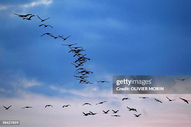 Flock of cranes fly over a lake near Skoevde on April 7, 2010. Every spring, about 15000 cranes make a stopover in this area on their way back to...